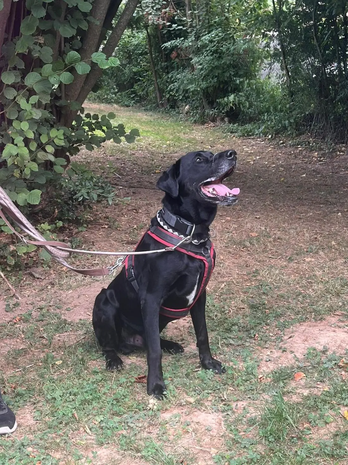 Hund von Tierschutzverein Pforzheim und Umgebung e.V