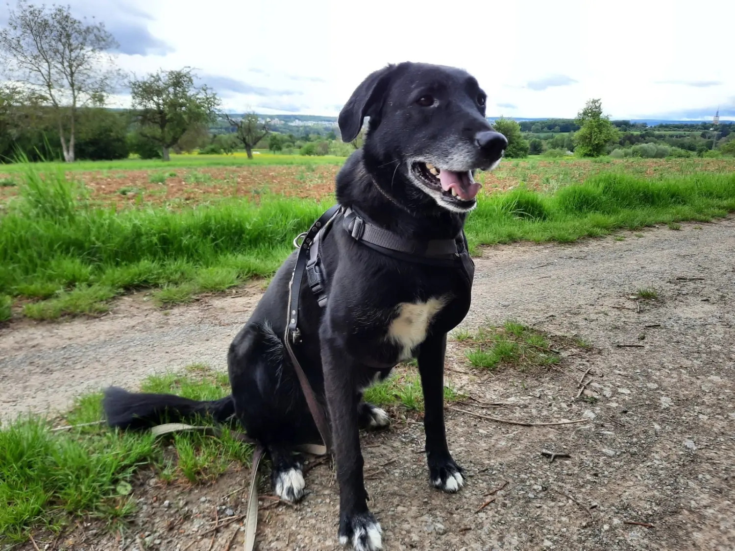 Hund von Tierschutzverein Pforzheim und Umgebung e.V