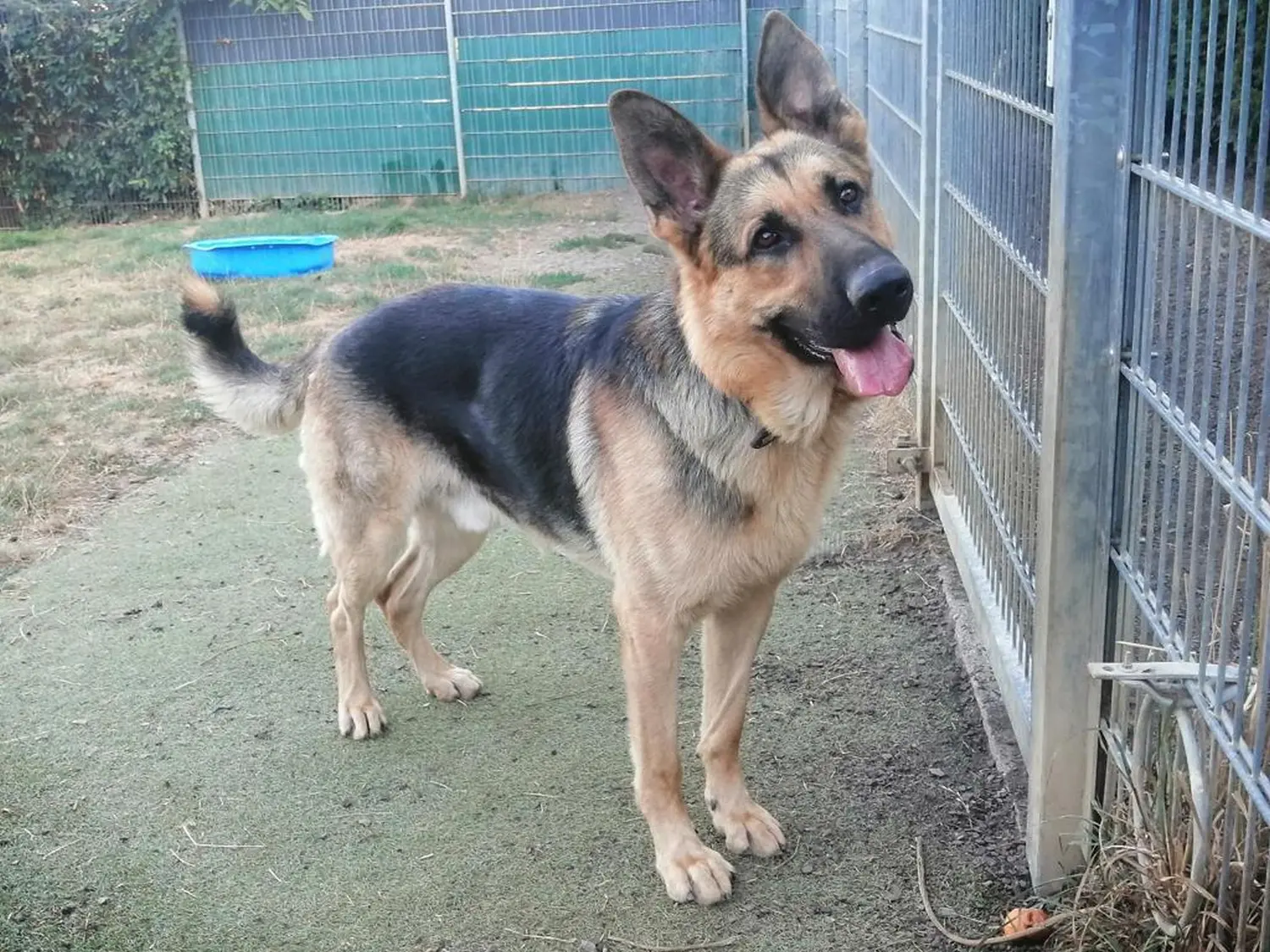 Hund von Tierschutzverein Pforzheim und Umgebung e.V