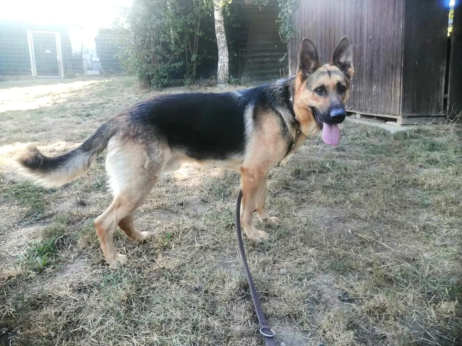 Hund von Tierschutzverein Pforzheim und Umgebung e.V