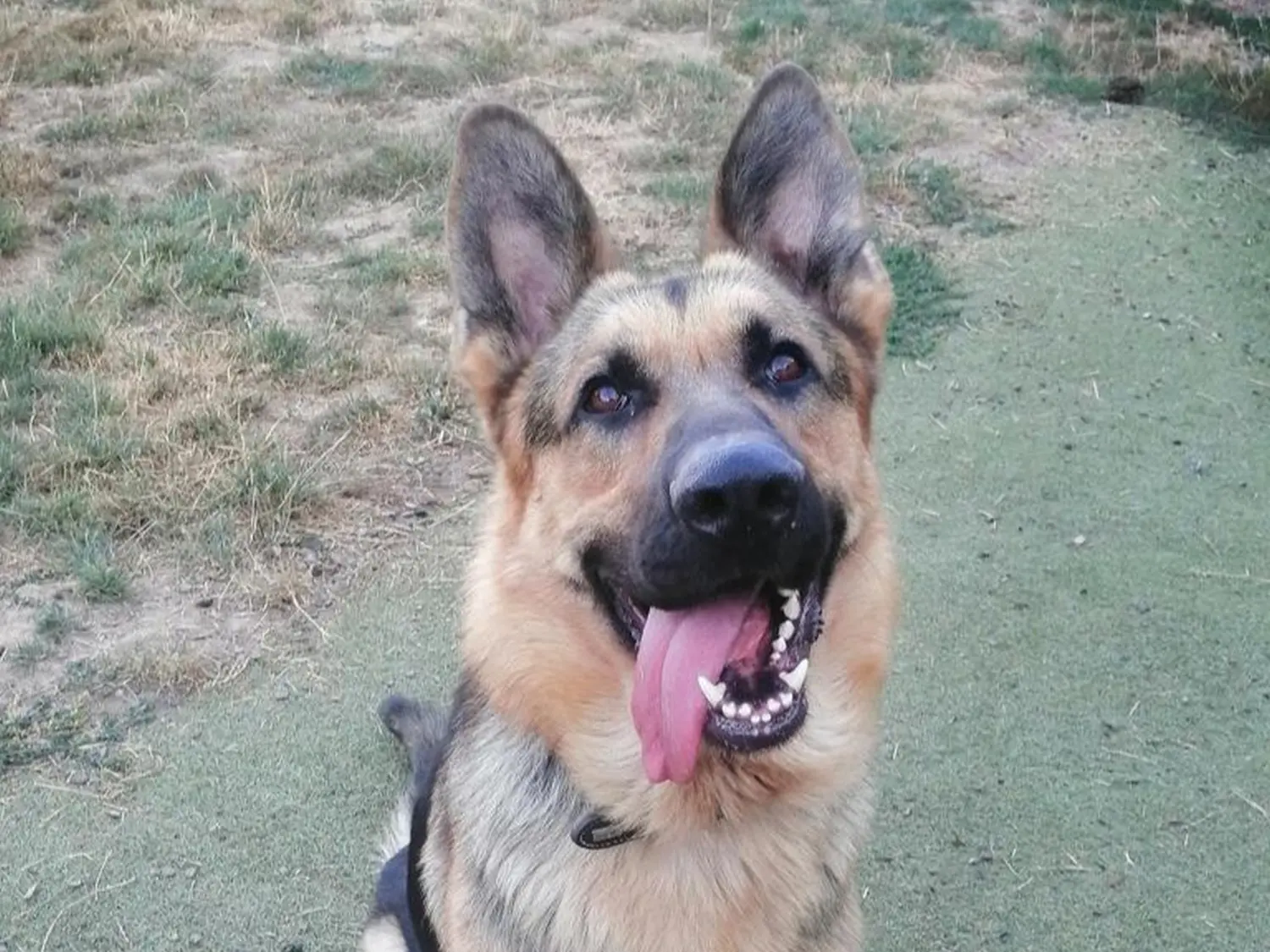 Hund von Tierschutzverein Pforzheim und Umgebung e.V