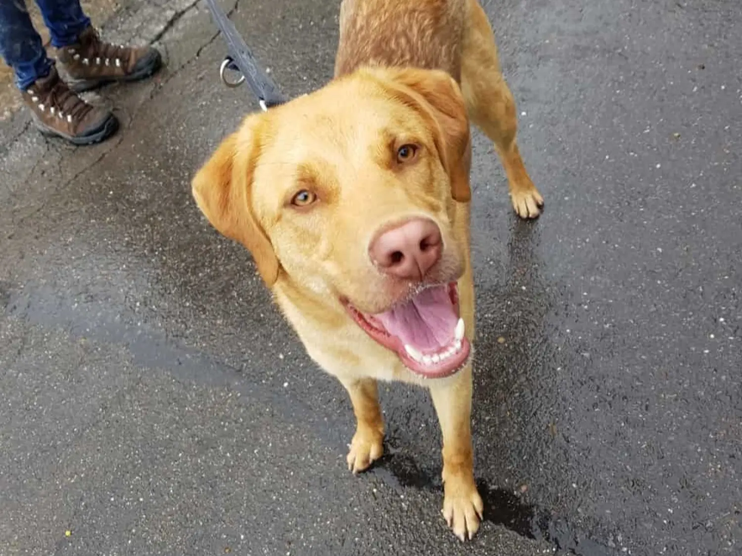 Hund von Tierschutzverein Pforzheim und Umgebung e.V