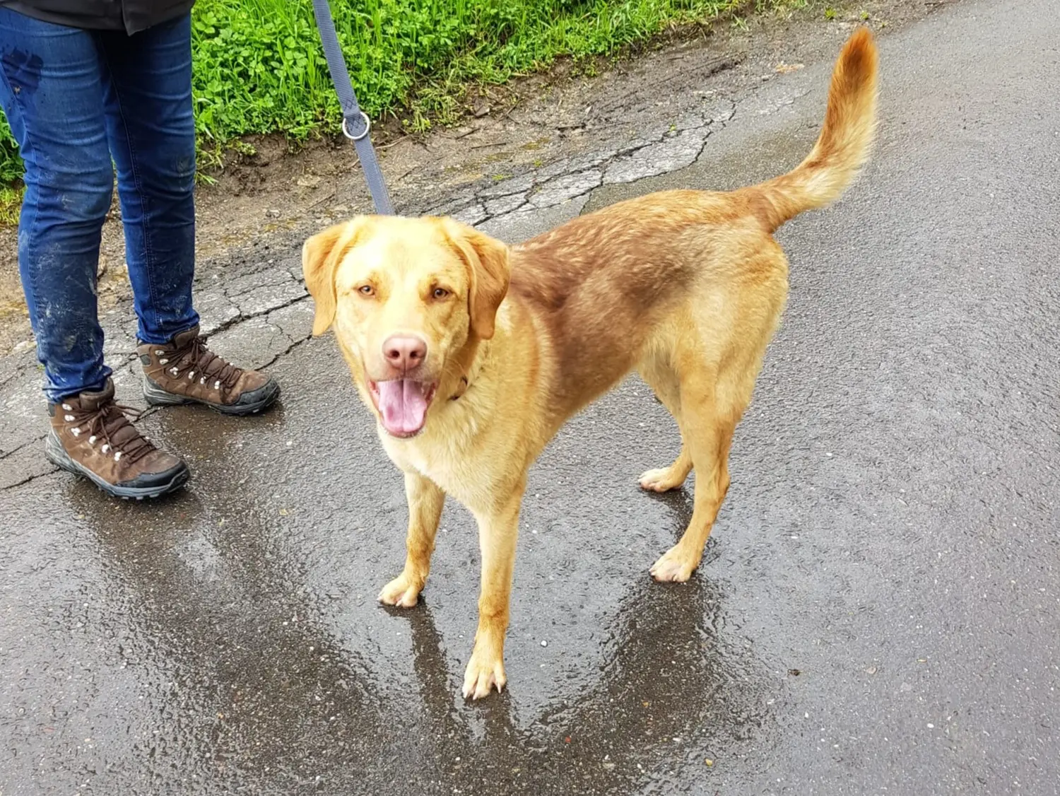 Hund von Tierschutzverein Pforzheim und Umgebung e.V