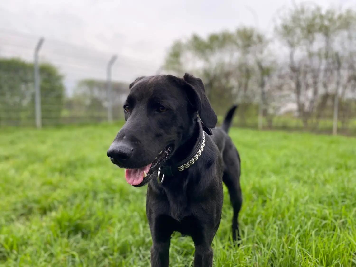 Hund von Tierschutzverein Pforzheim und Umgebung e.V