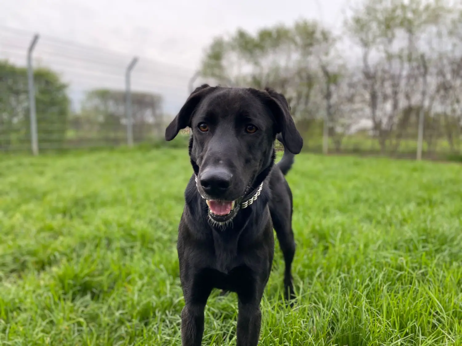 Hund von Tierschutzverein Pforzheim und Umgebung e.V