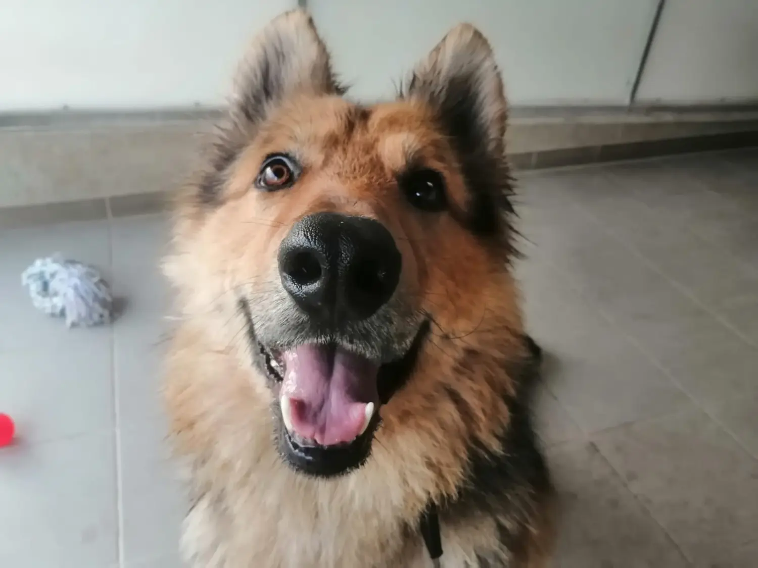 Hund von Tierschutzverein Pforzheim und Umgebung e.V