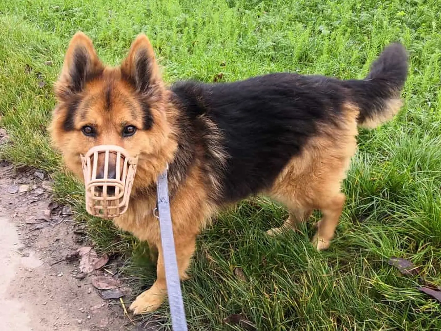 Hund von Tierschutzverein Pforzheim und Umgebung e.V