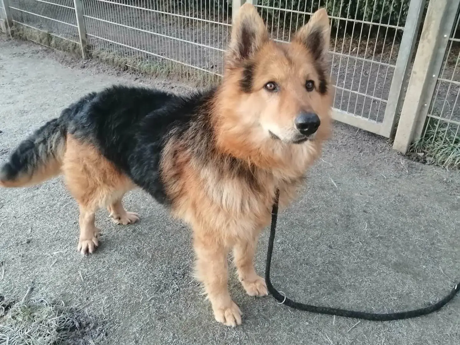 Hund von Tierschutzverein Pforzheim und Umgebung e.V