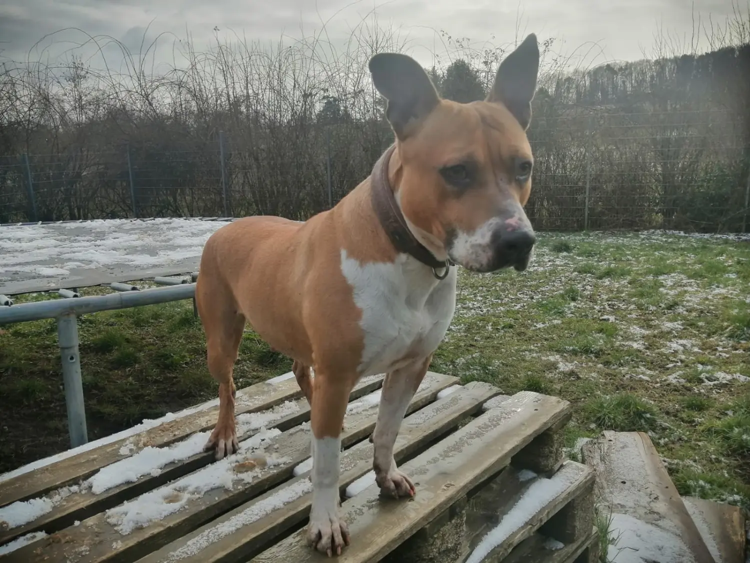 Hund von Tierschutzverein Pforzheim und Umgebung e.V