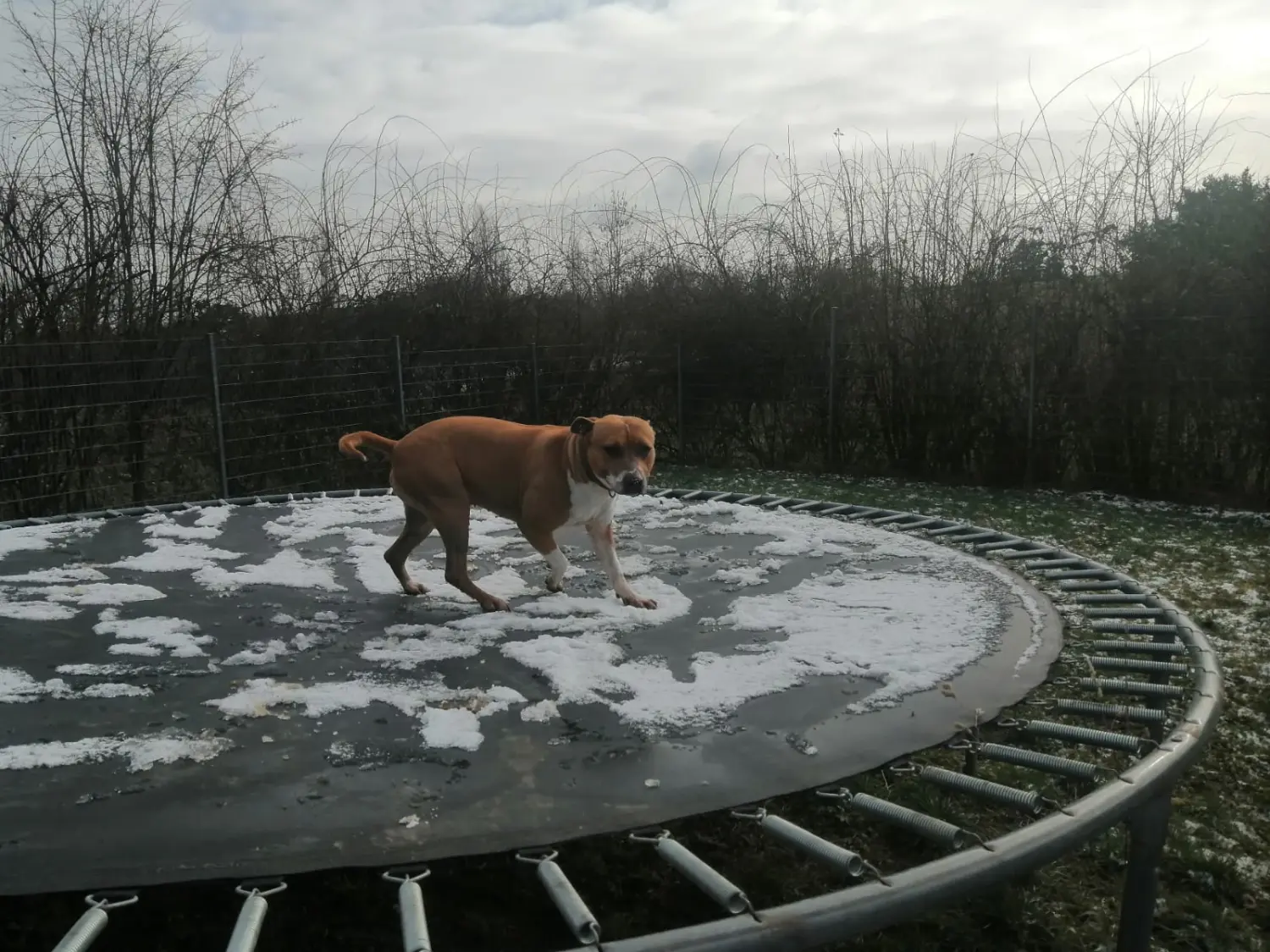 Hund von Tierschutzverein Pforzheim und Umgebung e.V