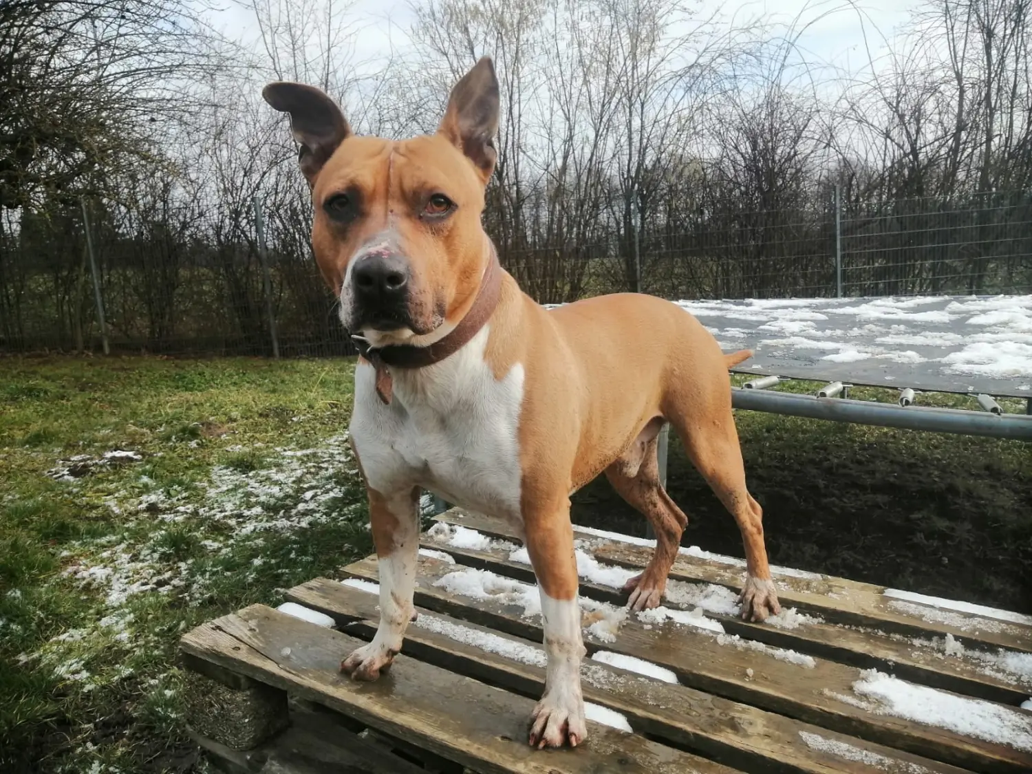 Hund von Tierschutzverein Pforzheim und Umgebung e.V