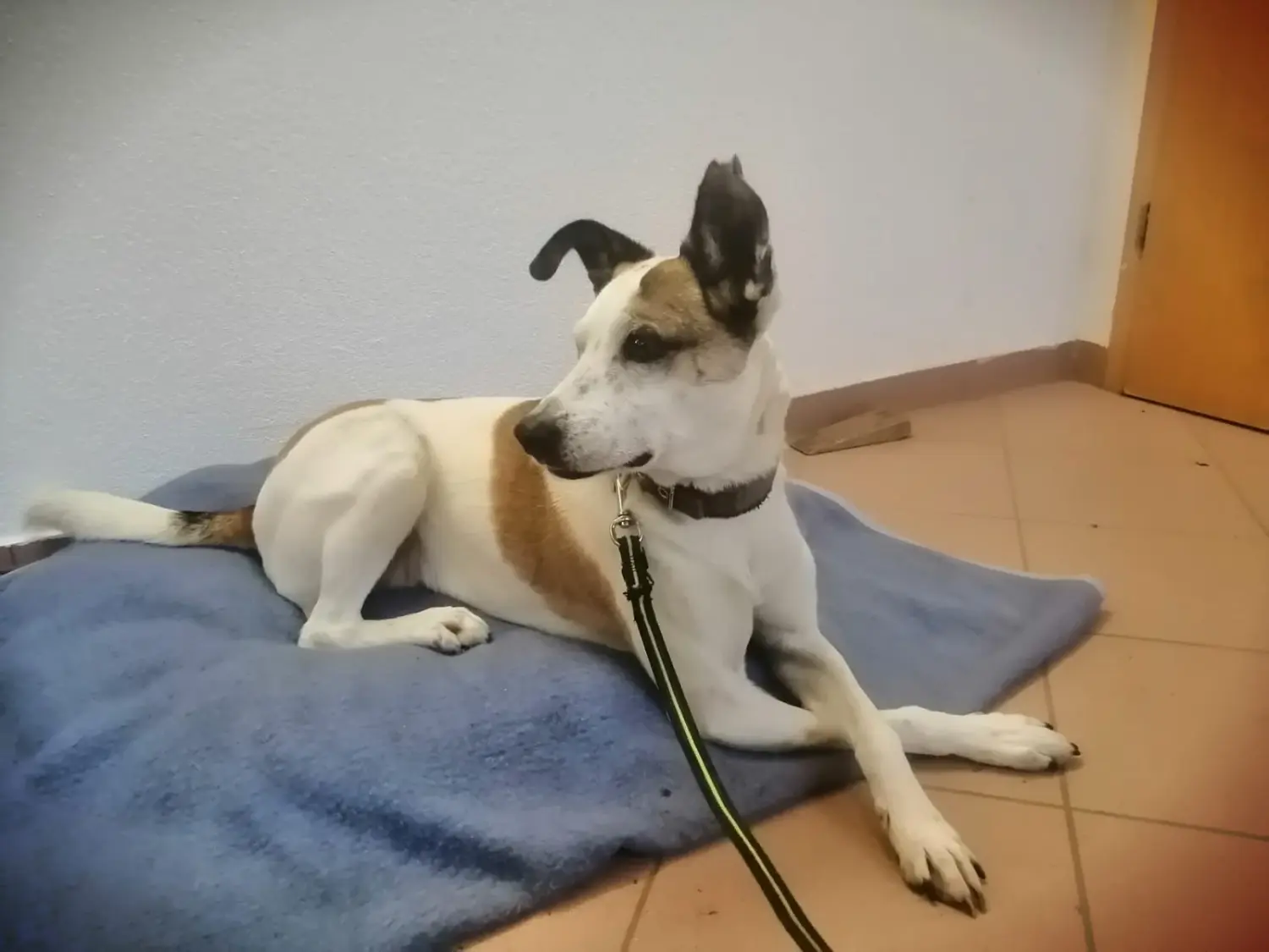 Hund von Tierschutzverein Pforzheim und Umgebung e.V