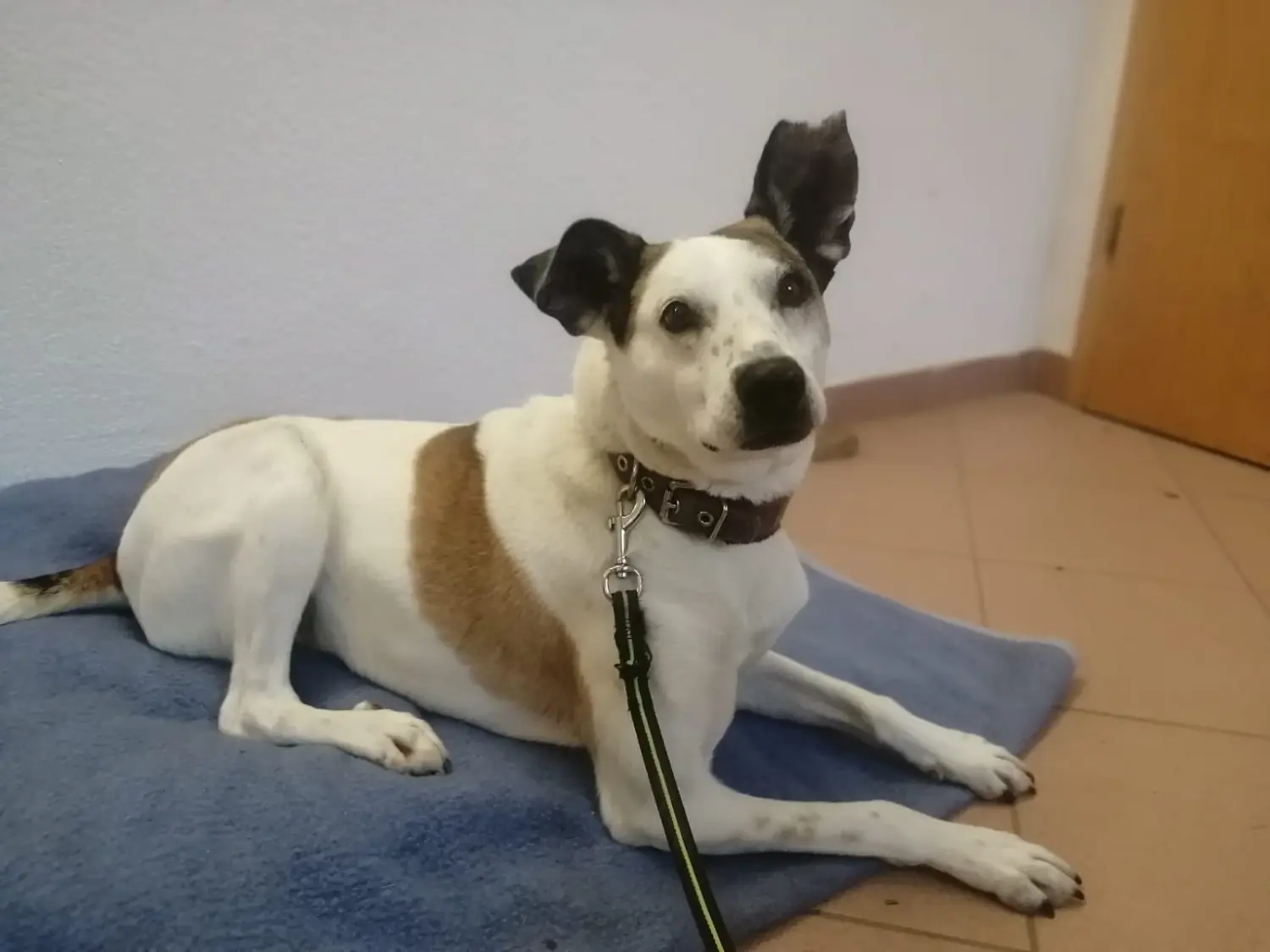 Hund von Tierschutzverein Pforzheim und Umgebung e.V