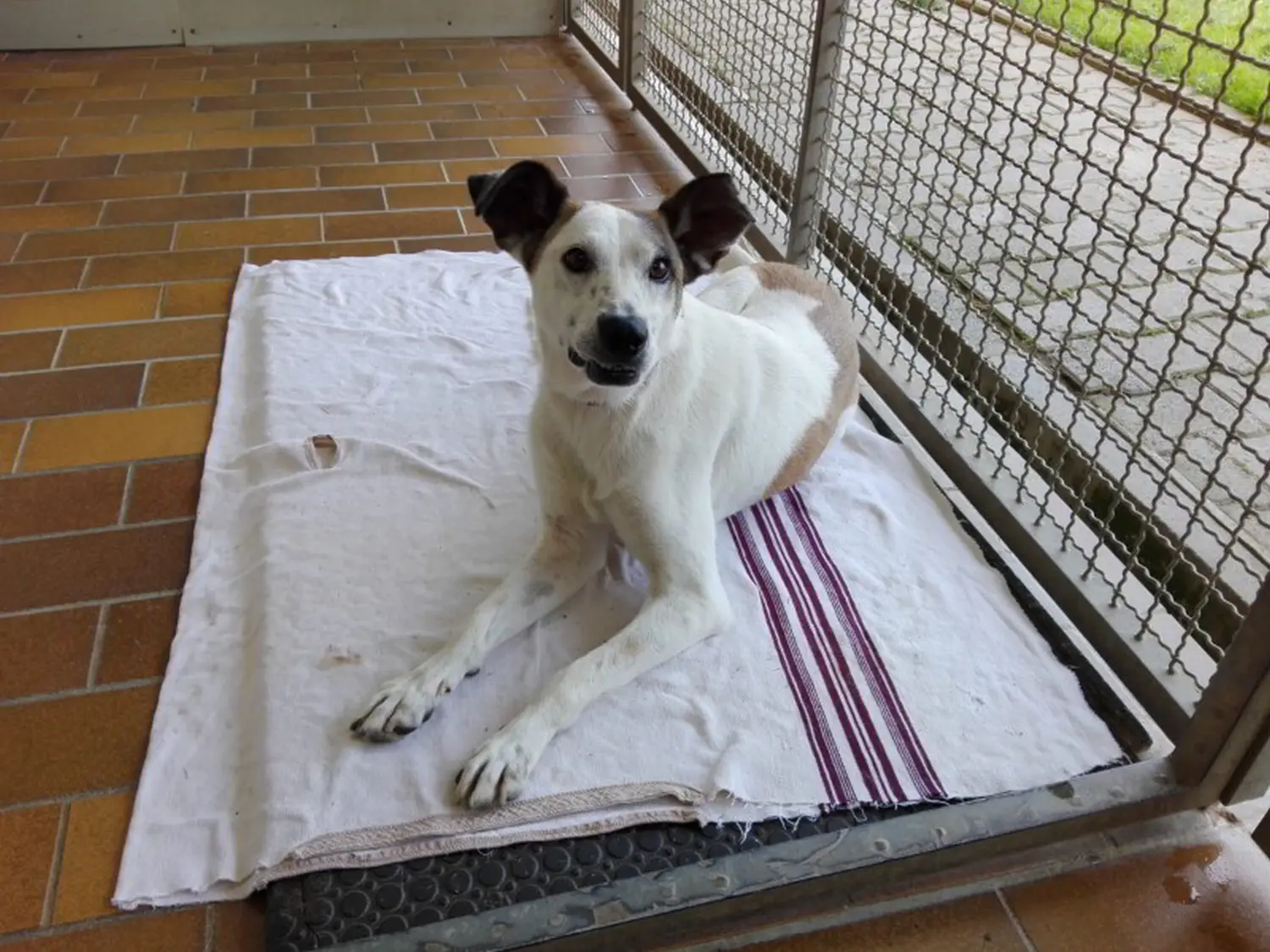 Hund von Tierschutzverein Pforzheim und Umgebung e.V