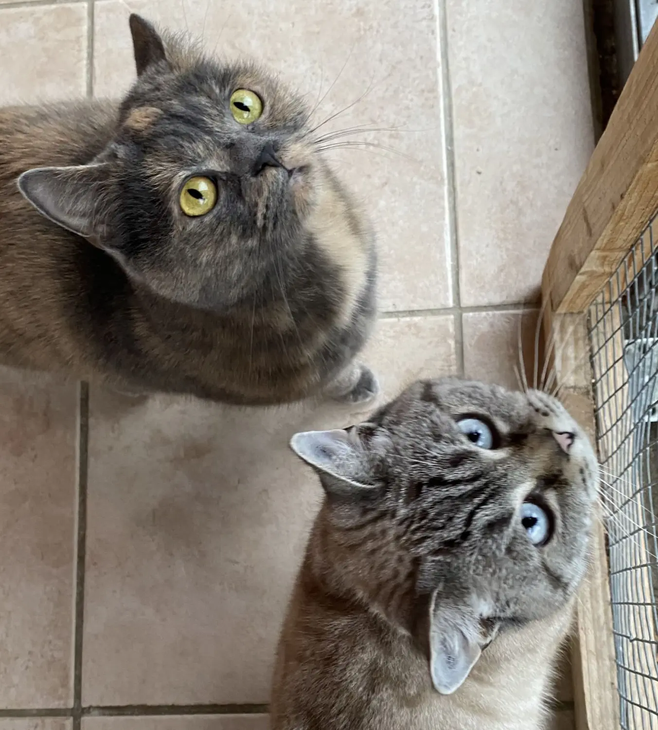 Katze von Tierschutzverein Pforzheim und Umgebung e.V