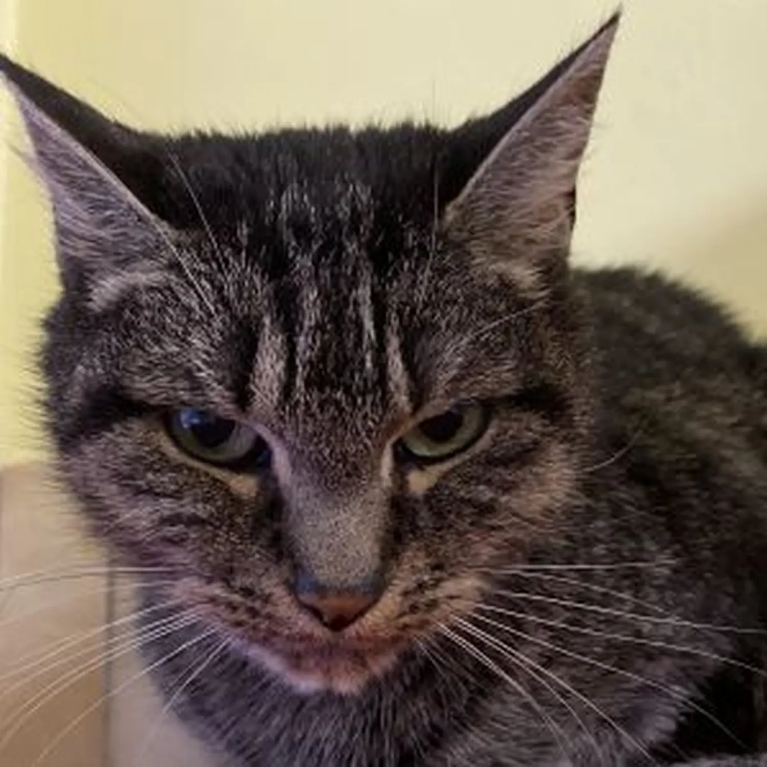Katze von Tierschutzverein Pforzheim und Umgebung e.V