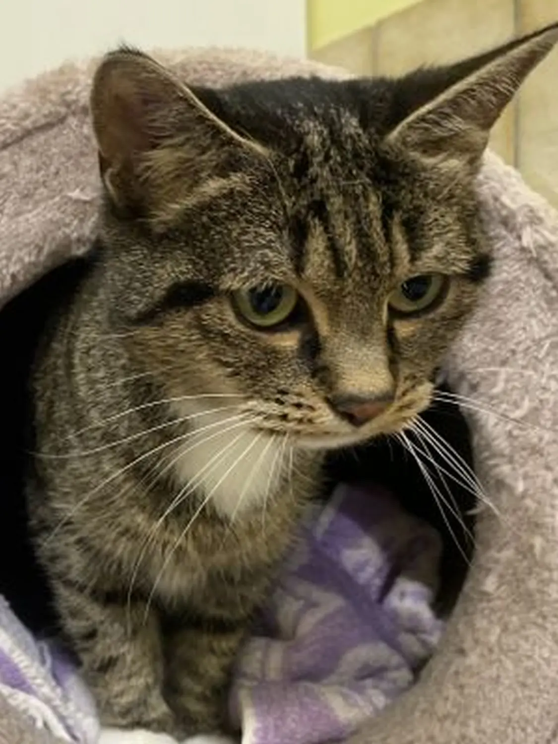 Katze von Tierschutzverein Pforzheim und Umgebung e.V