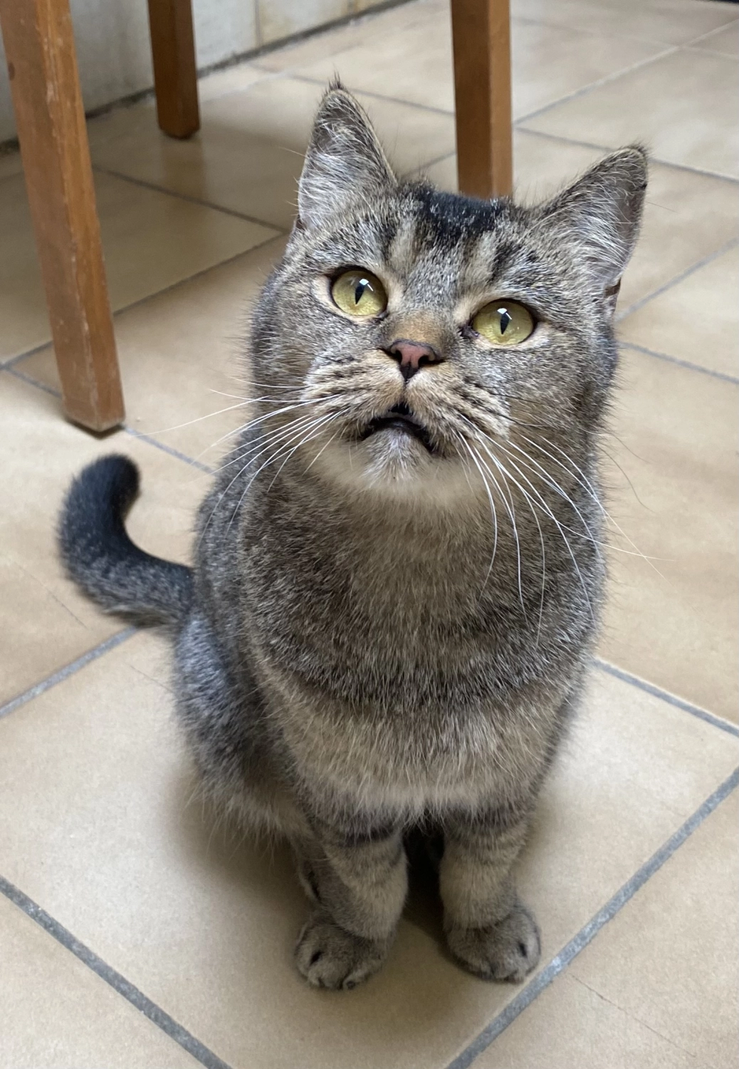Katze von Tierschutzverein Pforzheim und Umgebung e.V