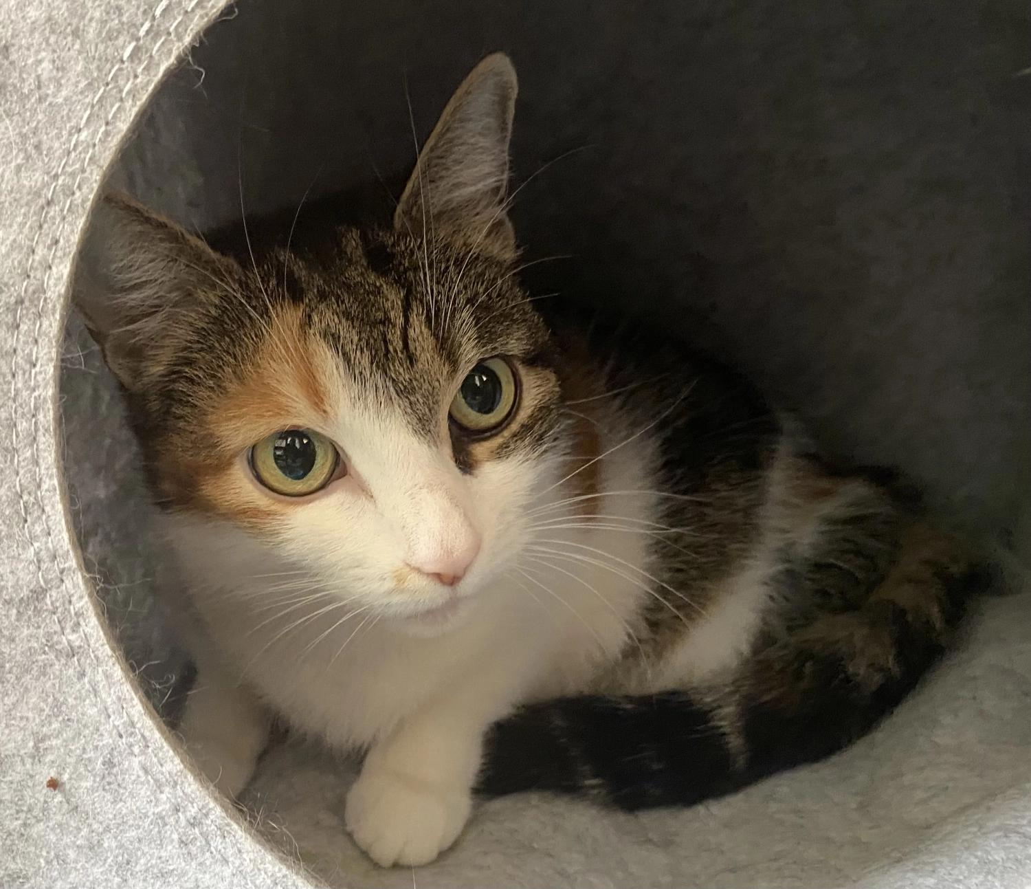 Katze von Tierschutzverein Pforzheim und Umgebung e.V