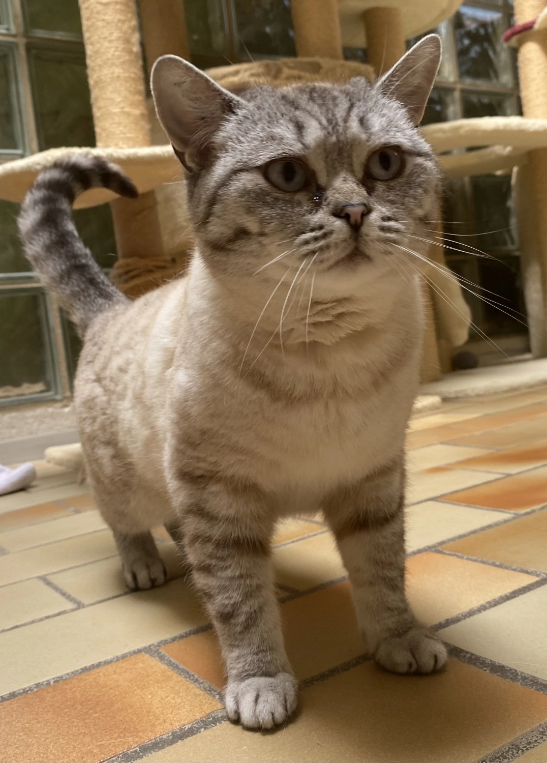 Katze von Tierschutzverein Pforzheim und Umgebung e.V