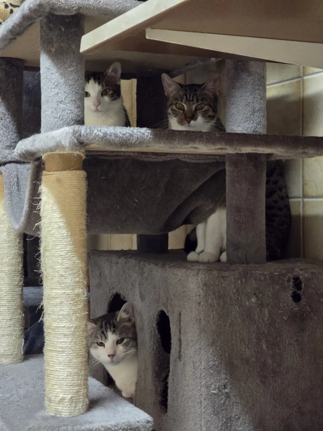 Katze von Tierschutzverein Pforzheim und Umgebung e.V