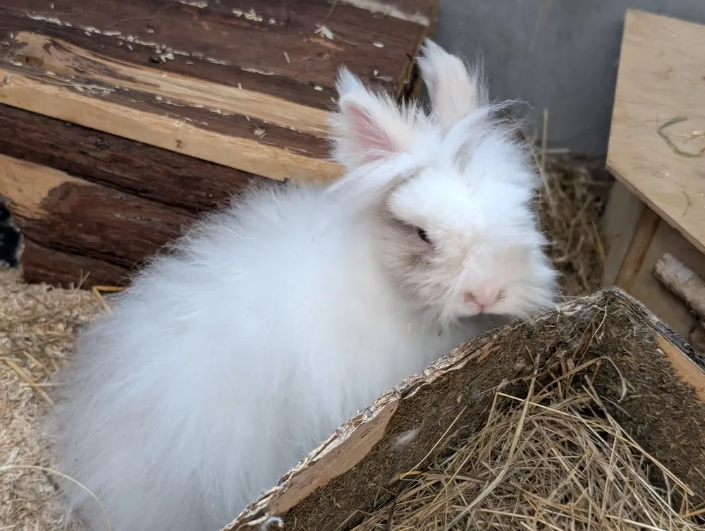 Kaninchen von Tierschutzverein Pforzheim und Umgebung e.V