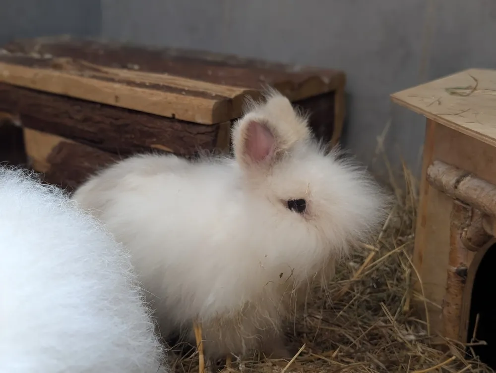Kaninchen von Tierschutzverein Pforzheim und Umgebung e.V