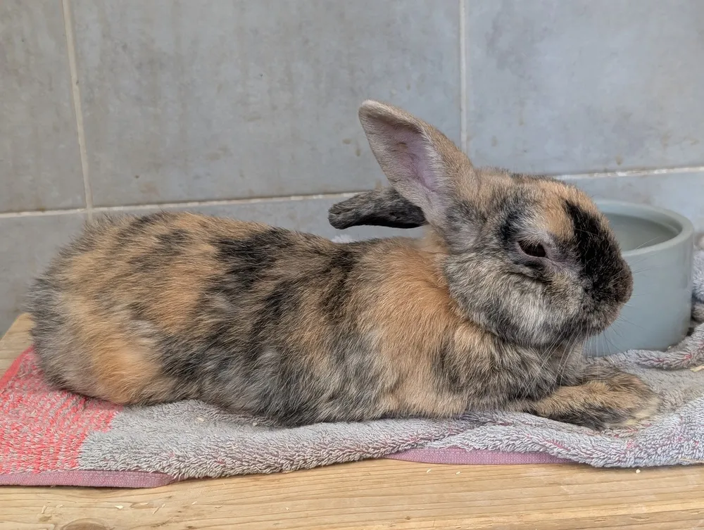 Kaninchen von Tierschutzverein Pforzheim und Umgebung e.V