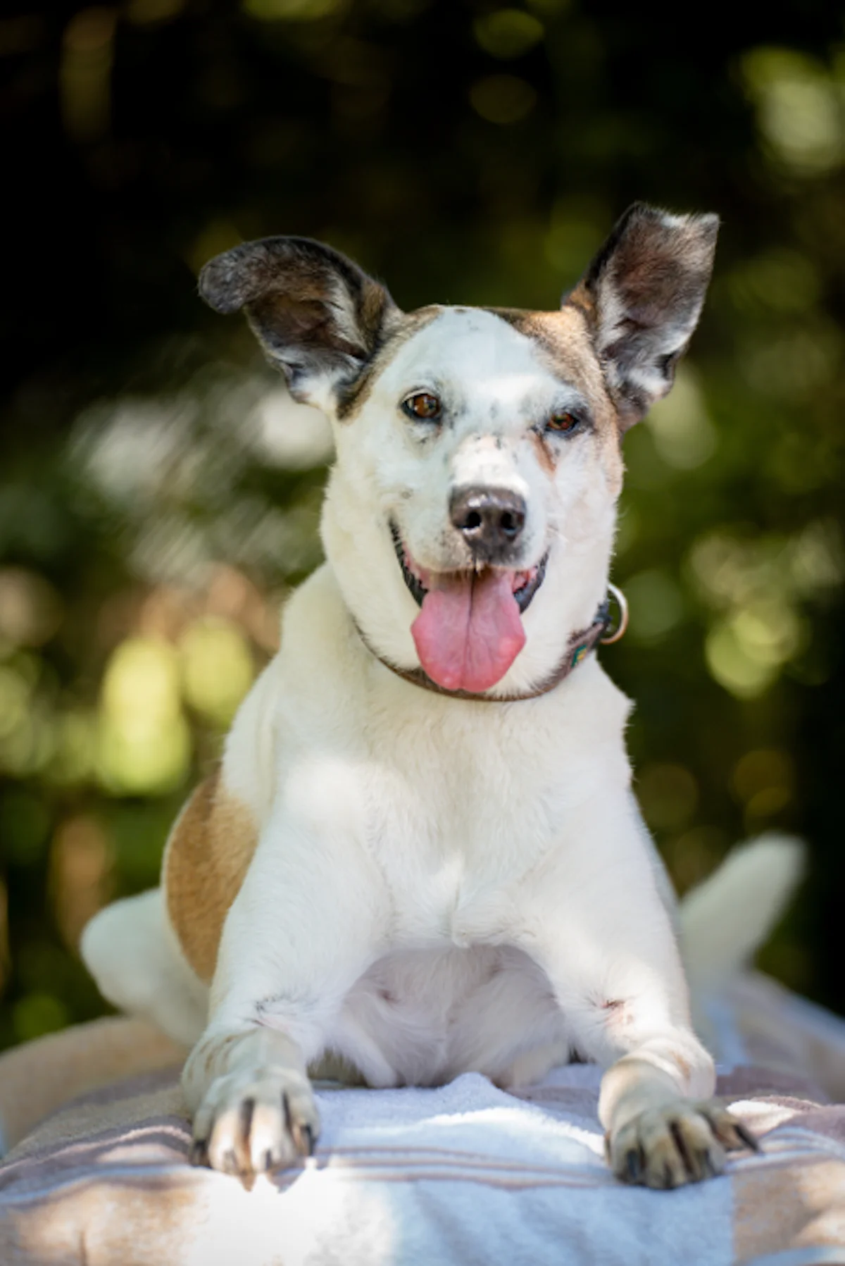 Hund von Tierschutzverein Pforzheim und Umgebung e.V