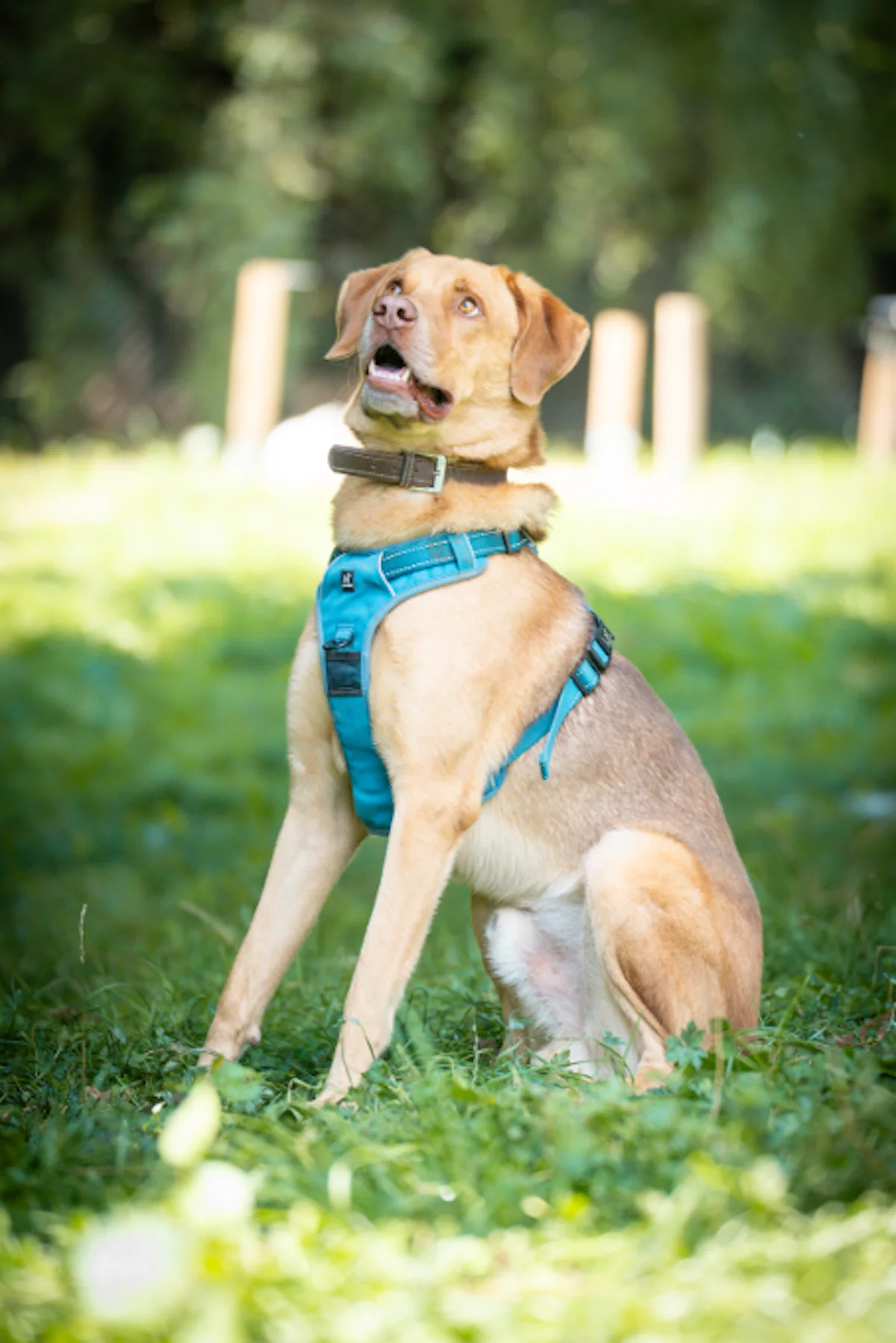 Hund von Tierschutzverein Pforzheim und Umgebung e.V