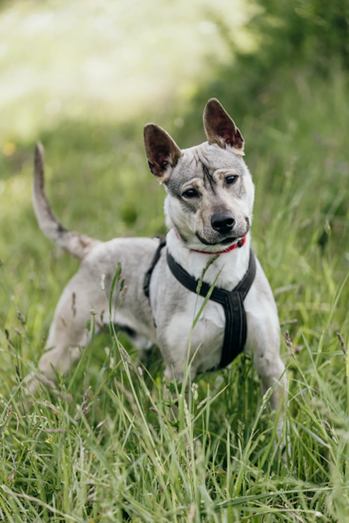 Hund von Tierschutzverein Pforzheim und Umgebung e.V