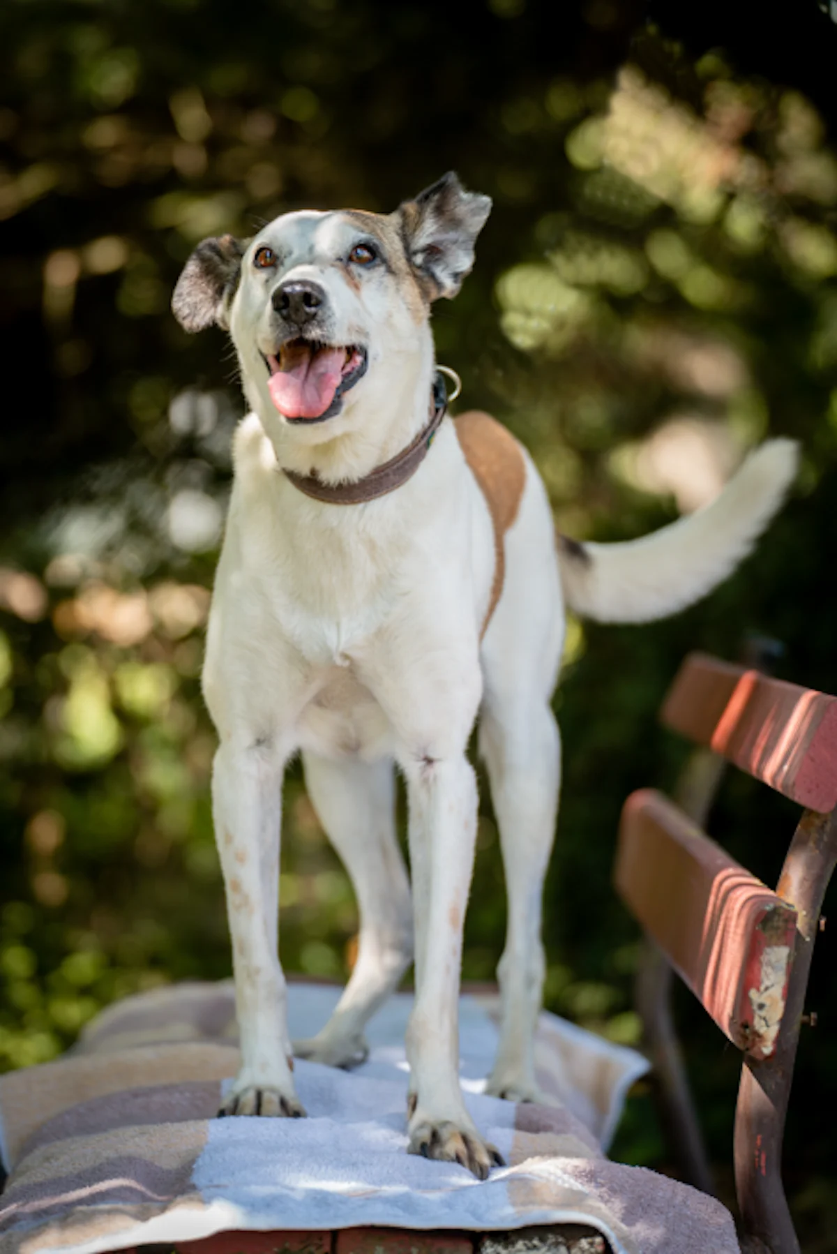 Hund von Tierschutzverein Pforzheim und Umgebung e.V