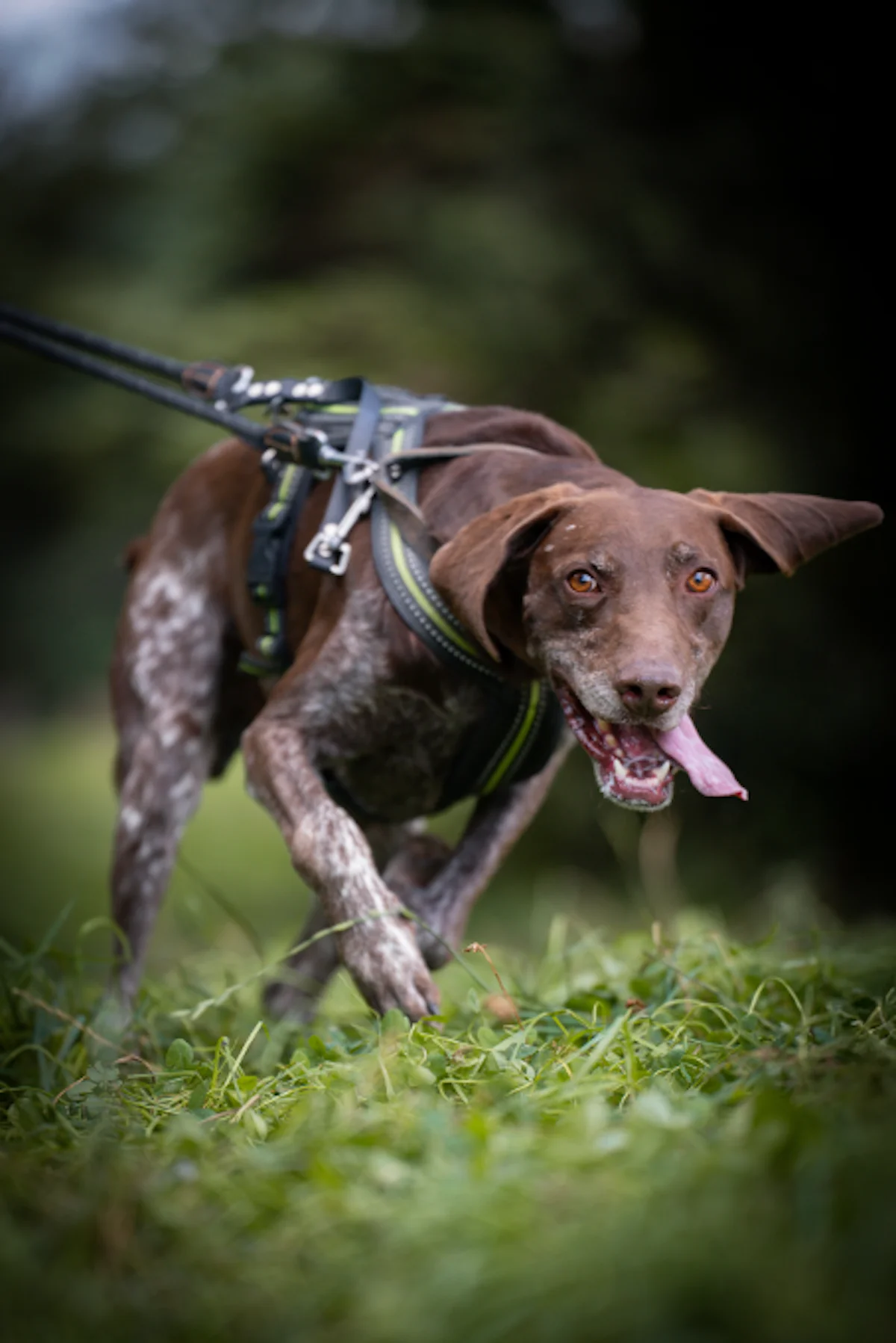 Hund von Tierschutzverein Pforzheim und Umgebung e.V