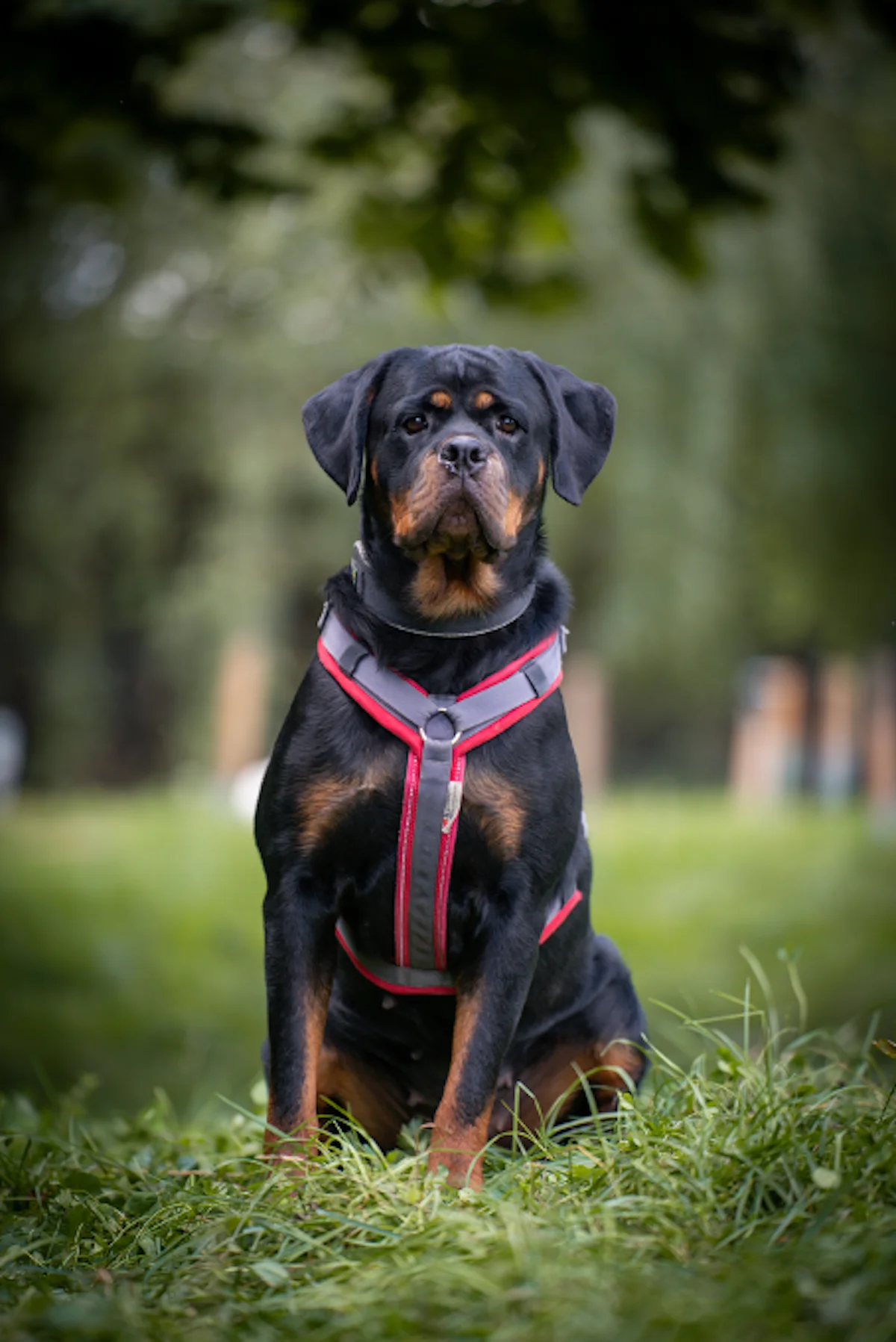Hündinnen von Tierschutzverein Pforzheim und Umgebung e.V