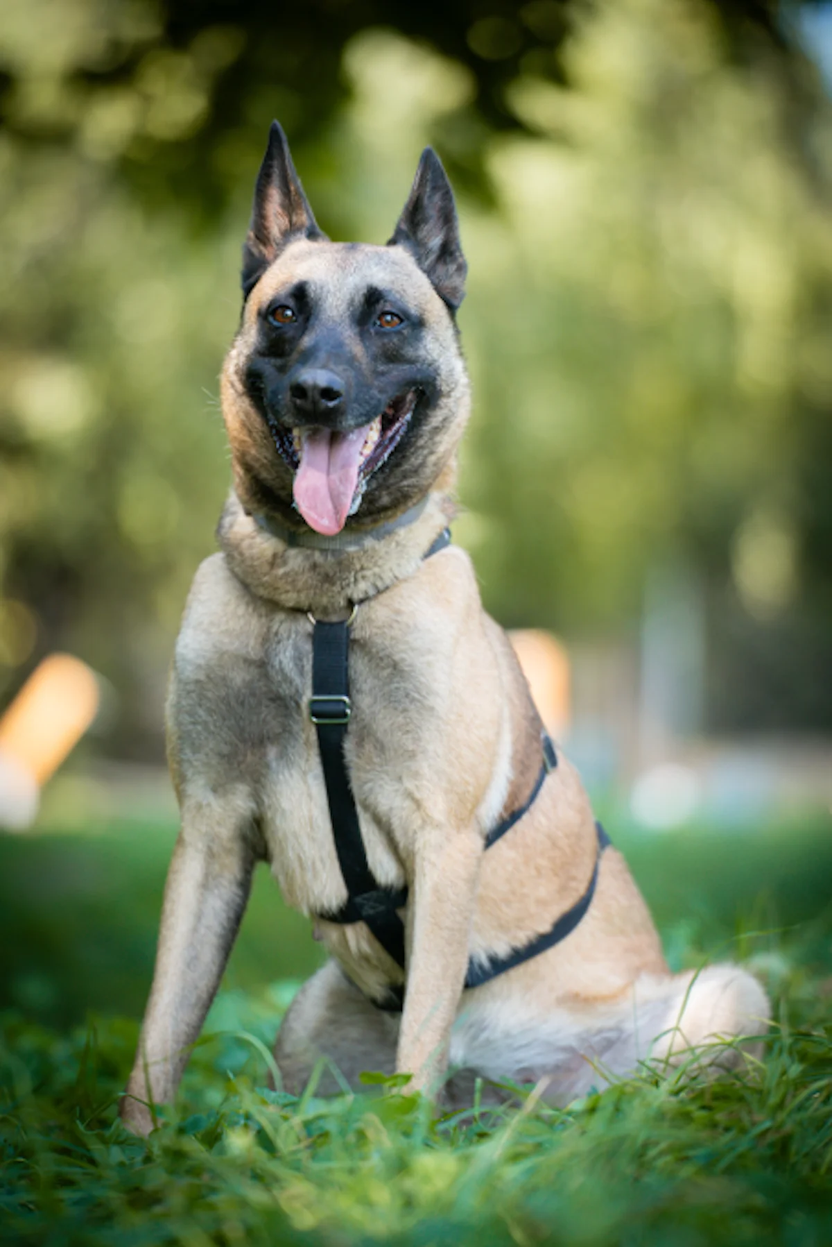 Hündinnen von Tierschutzverein Pforzheim und Umgebung e.V