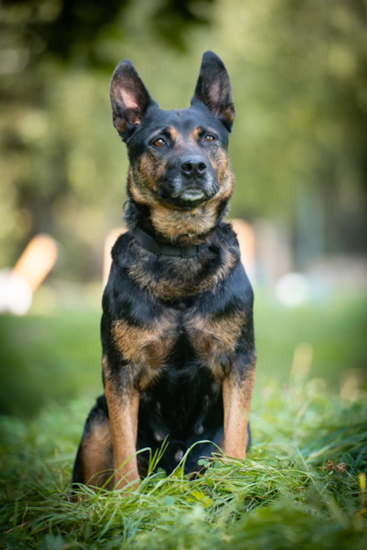 Hündinnen von Tierschutzverein Pforzheim und Umgebung e.V