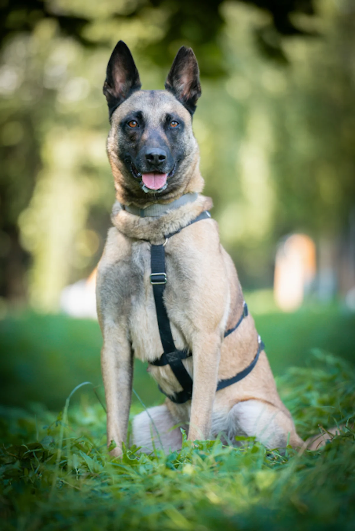 Hündinnen von Tierschutzverein Pforzheim und Umgebung e.V