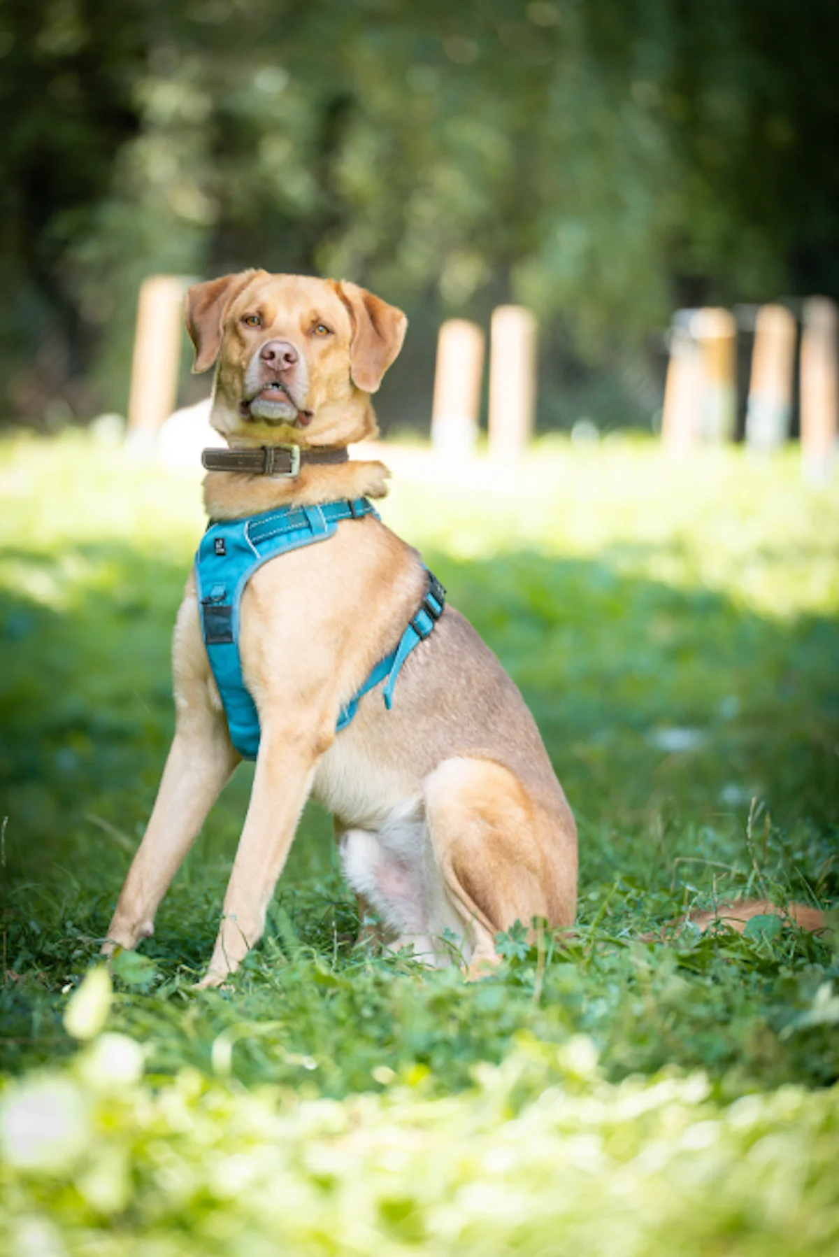 Hund von Tierschutzverein Pforzheim und Umgebung e.V