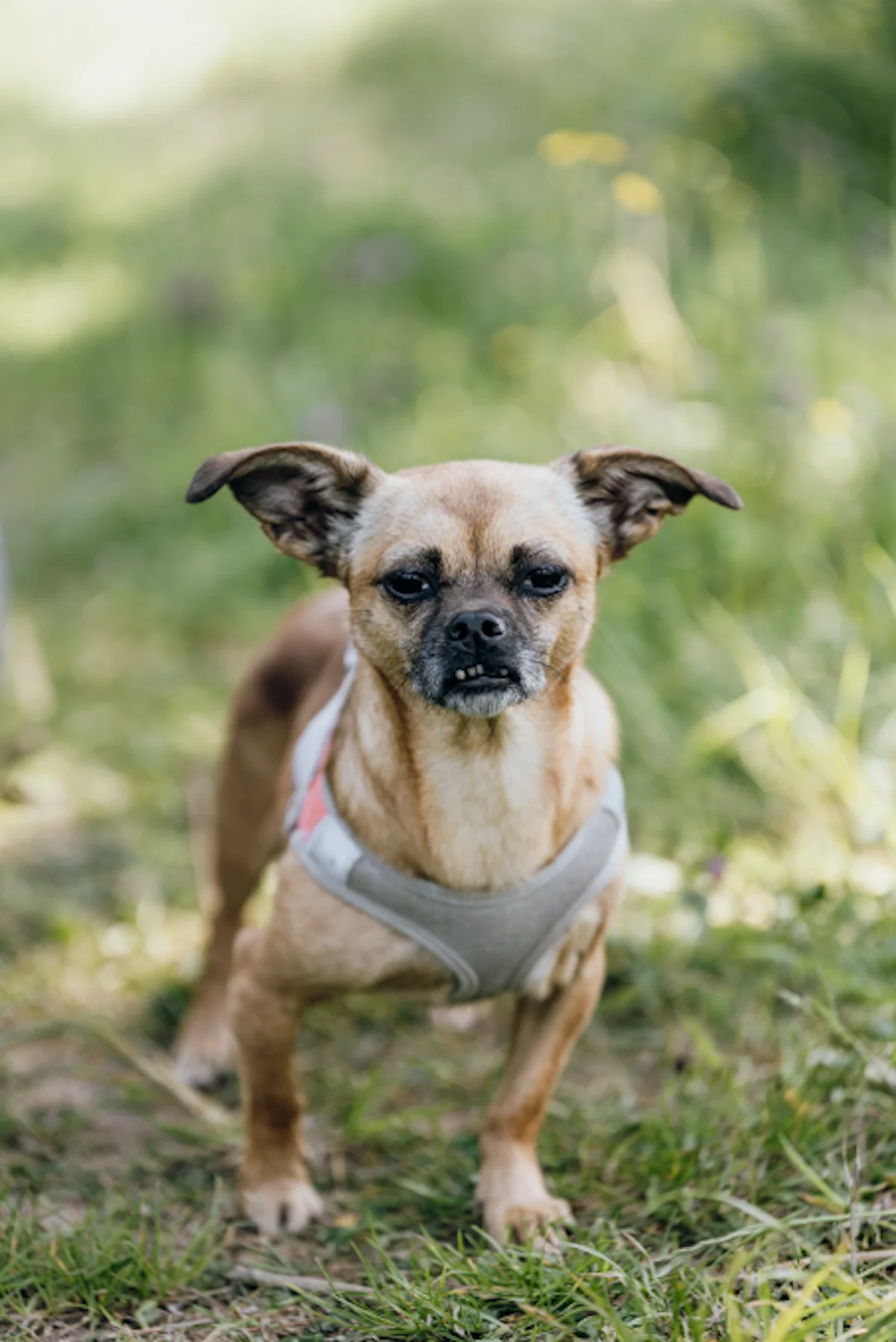 Hund von Tierschutzverein Pforzheim und Umgebung e.V