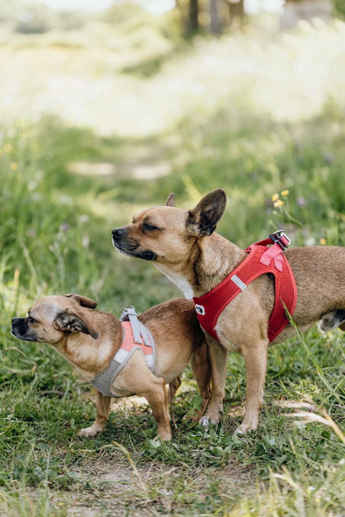 Hund von Tierschutzverein Pforzheim und Umgebung e.V