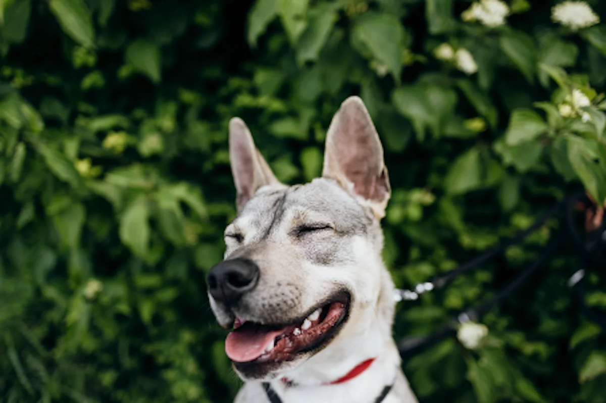 Hund von Tierschutzverein Pforzheim und Umgebung e.V