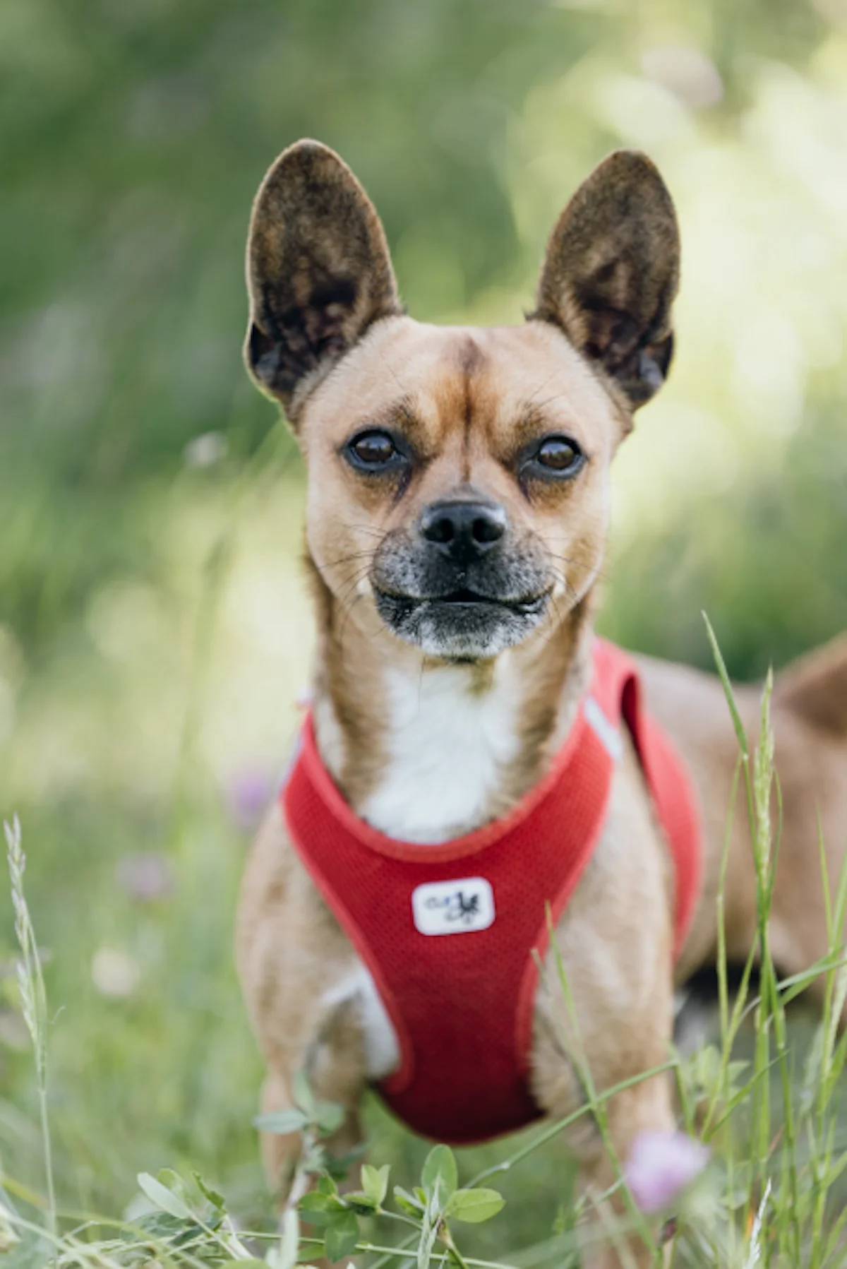 Hund von Tierschutzverein Pforzheim und Umgebung e.V
