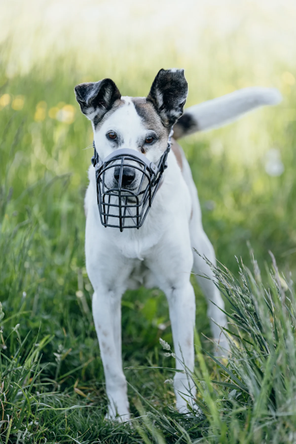 Hund von Tierschutzverein Pforzheim und Umgebung e.V