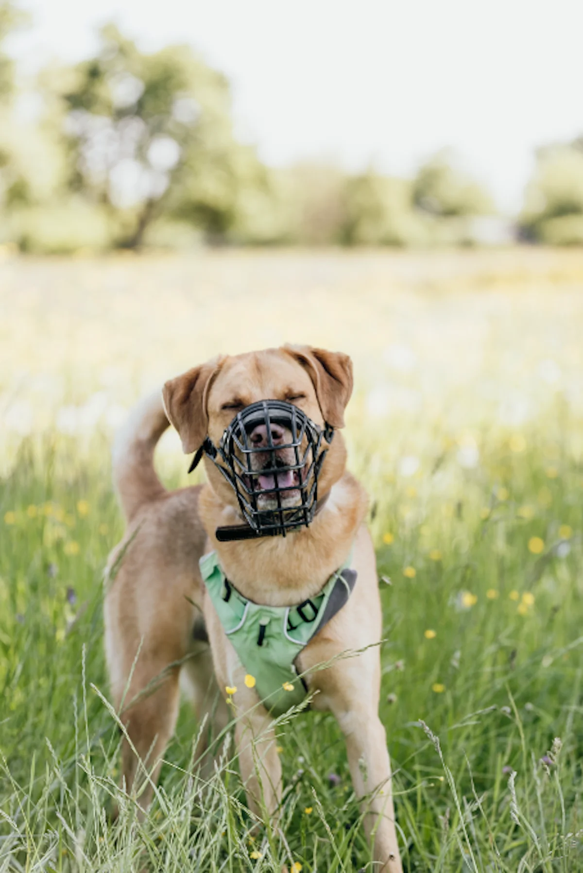Hund von Tierschutzverein Pforzheim und Umgebung e.V
