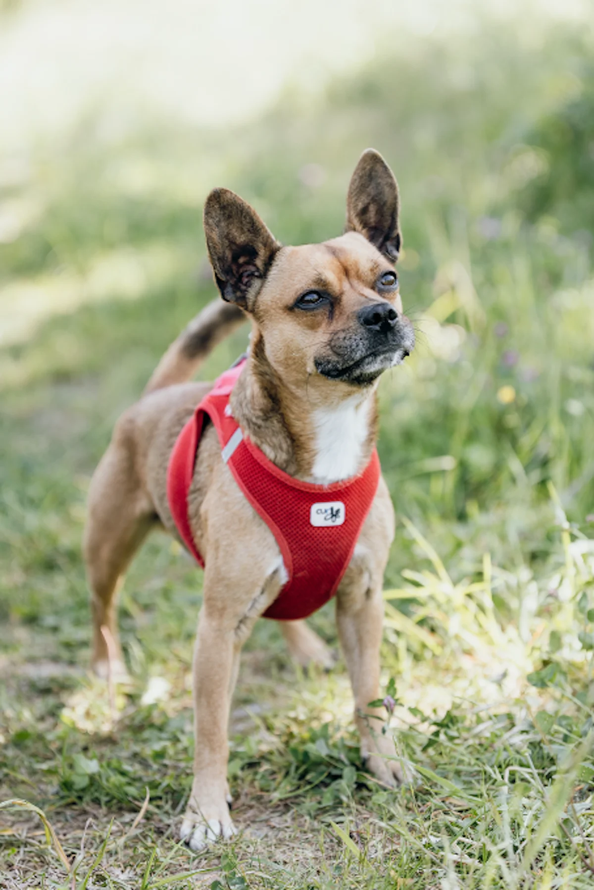 Hund von Tierschutzverein Pforzheim und Umgebung e.V