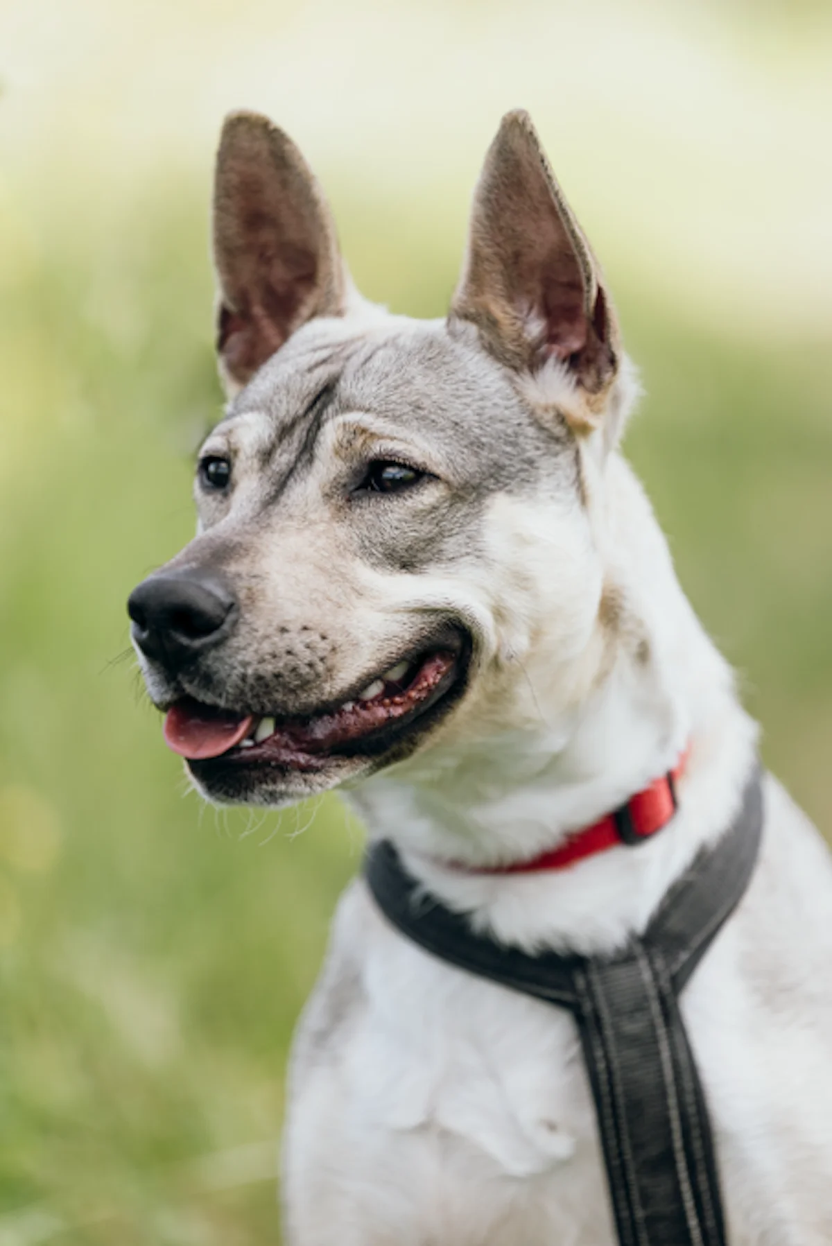 Hund von Tierschutzverein Pforzheim und Umgebung e.V