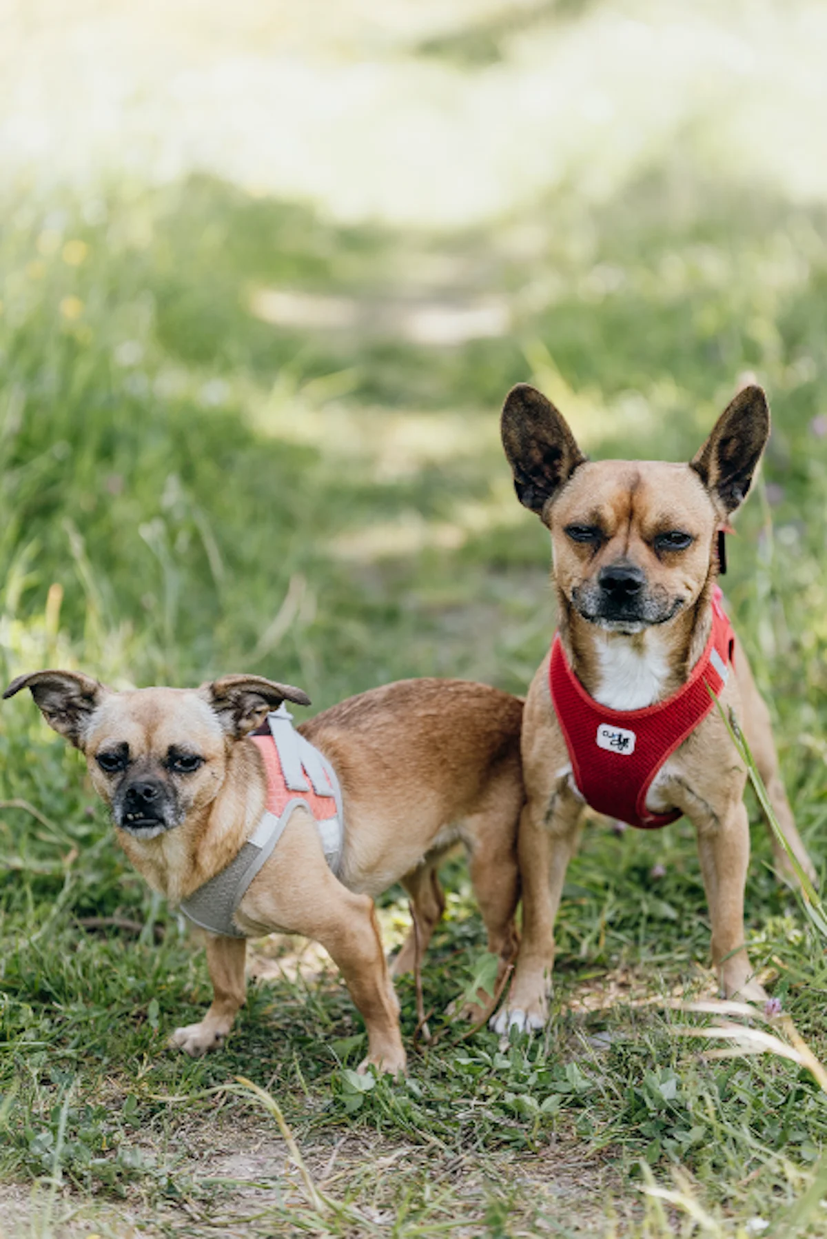 Hund von Tierschutzverein Pforzheim und Umgebung e.V