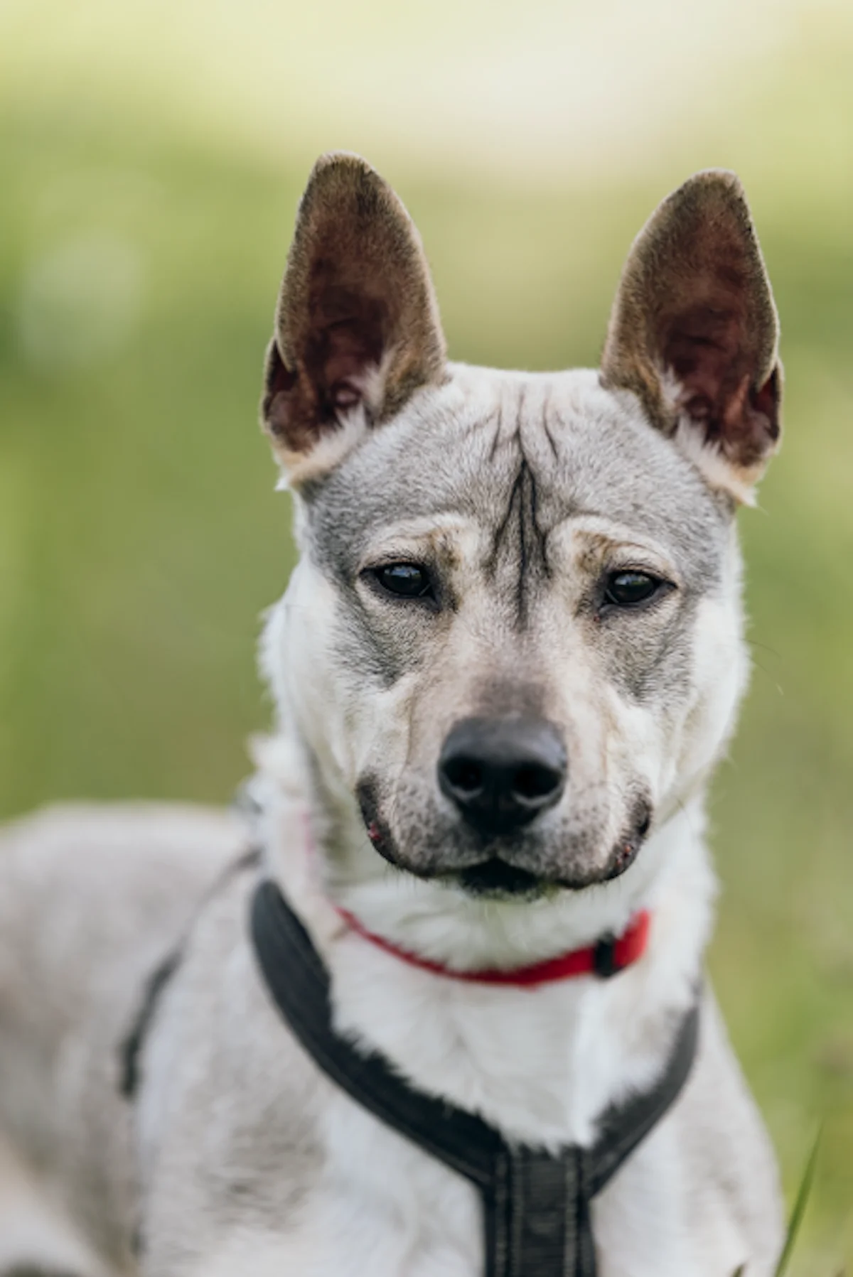 Hund von Tierschutzverein Pforzheim und Umgebung e.V