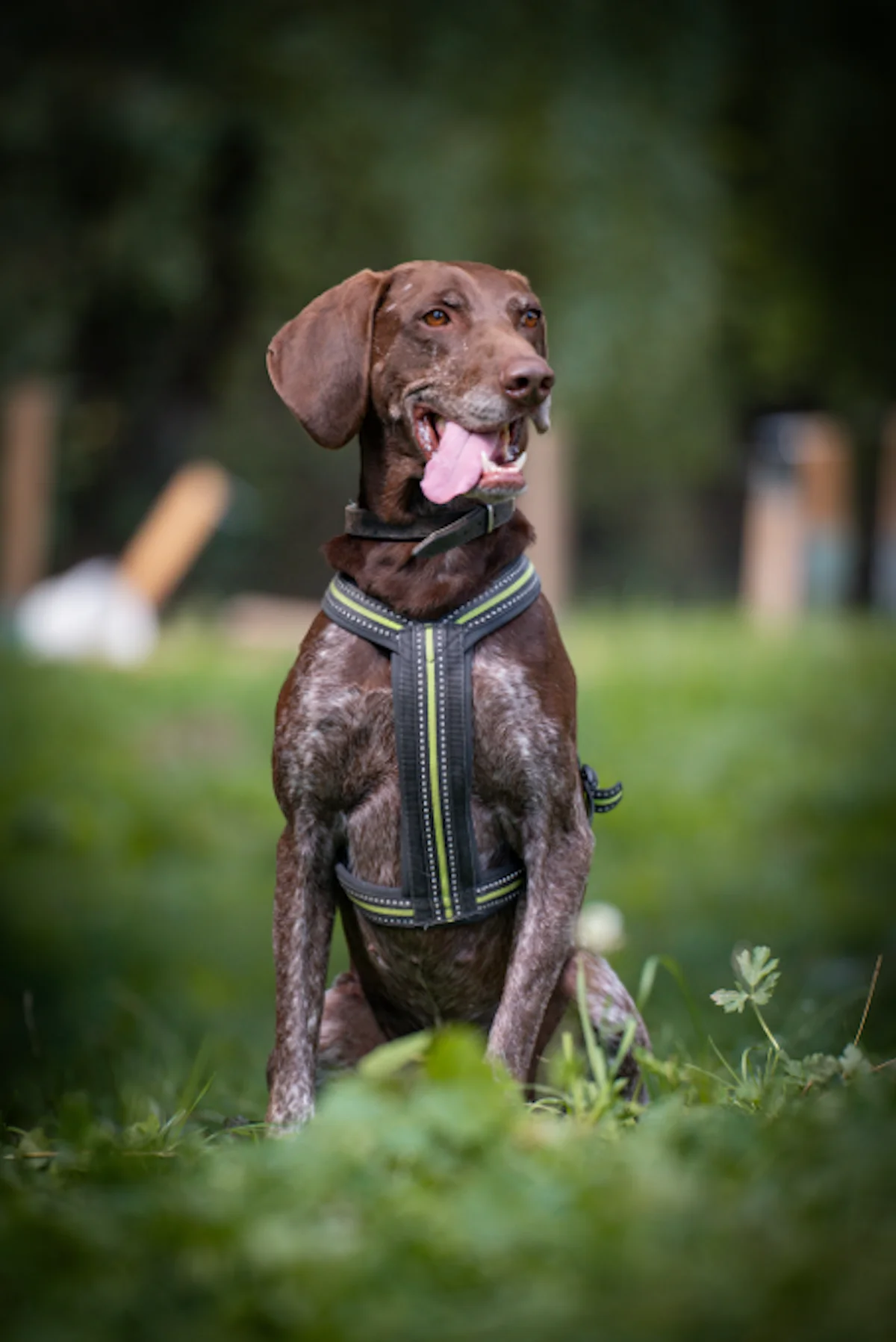Hund von Tierschutzverein Pforzheim und Umgebung e.V