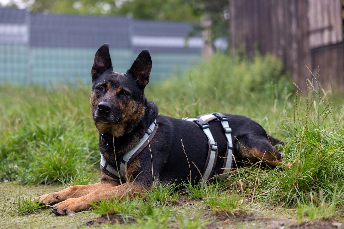 Hündinnen von Tierschutzverein Pforzheim und Umgebung e.V